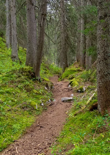 Erdővágány Warth Körül Osztrák Vorarlberg Állam Bregenz Kerületének Egy Települése — Stock Fotó