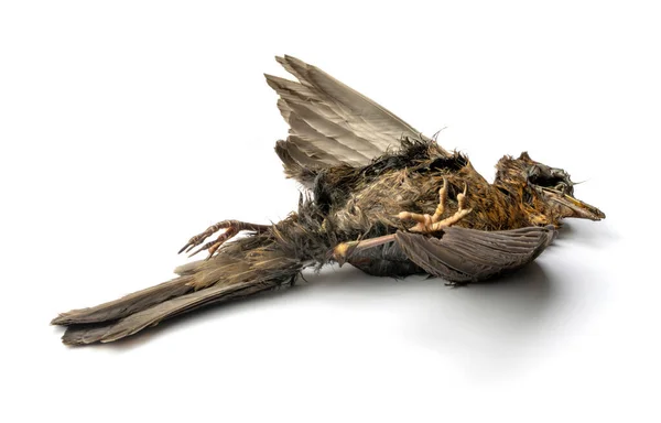 Dead Common Blackbird White Ground Shadow — Stock Photo, Image