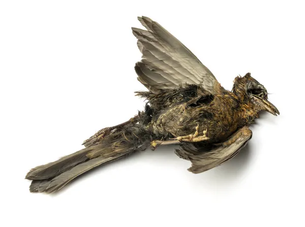 Dead Common Blackbird White Ground Shadow — Stock Photo, Image