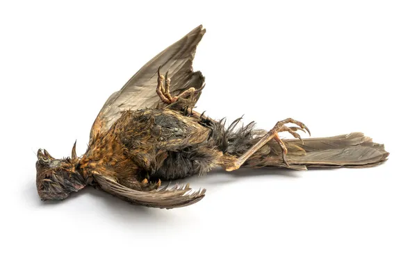 影と白い地面に死んだ一般的な黒鳥 — ストック写真