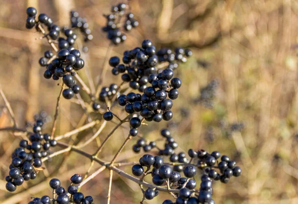 Sunny Illuminated Wild Privet Berries Closeup — Fotografia de Stock