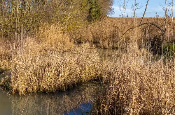 Beaver Habitat Small Lake Southern Germany Winter Time — Stok fotoğraf