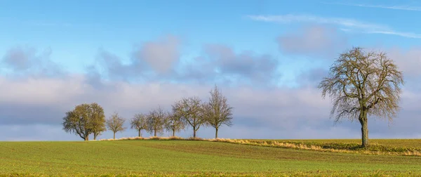 Idyllic Rural Scenery Fruit Trees Hohenlohe Area Southern Germany Winter — Stockfoto