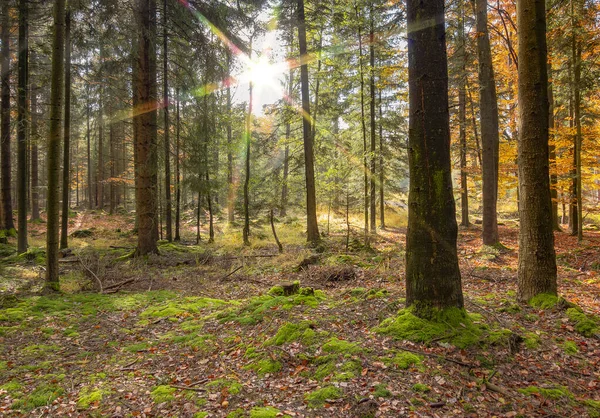 Idyllic Sunny Forest Scenery Autumn Time Southern Germany — Stock Photo, Image