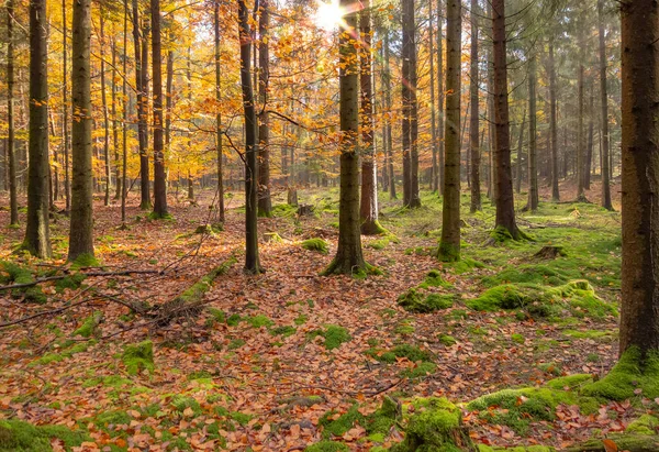 Idyllic Sunny Forest Scenery Autumn Time Southern Germany — Stock Photo, Image