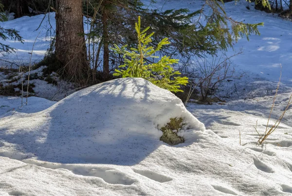 冬の時期に南チロルのFelixer Weherという湖の周りの日当たりの良い照明された植生の詳細 — ストック写真