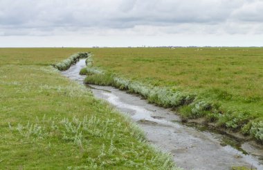Scenery around a Hallig named Nordstrandischmoor at the North Frisian coast in Germany clipart