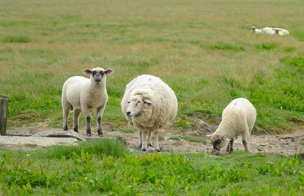 德国北弗里斯兰海岸一只名叫Nordstrandischmoor的哈利格岛上的羊群 — 图库照片