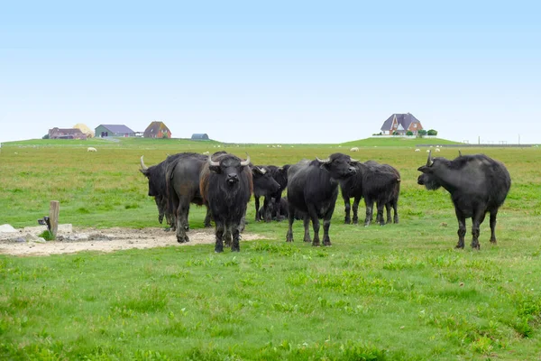 Some Long Haired Cattle Hallig Named Nordstrandischmoor North Frisian Coast — Stock Photo, Image