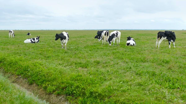 Some Cattle Hallig Named Nordstrandischmoor North Frisian Coast Germany — Stock Photo, Image