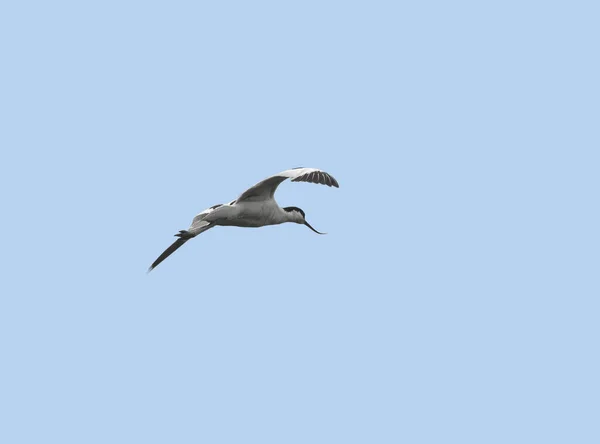 Flying Pied Avocet Pássaro Frente Céu Azul — Fotografia de Stock