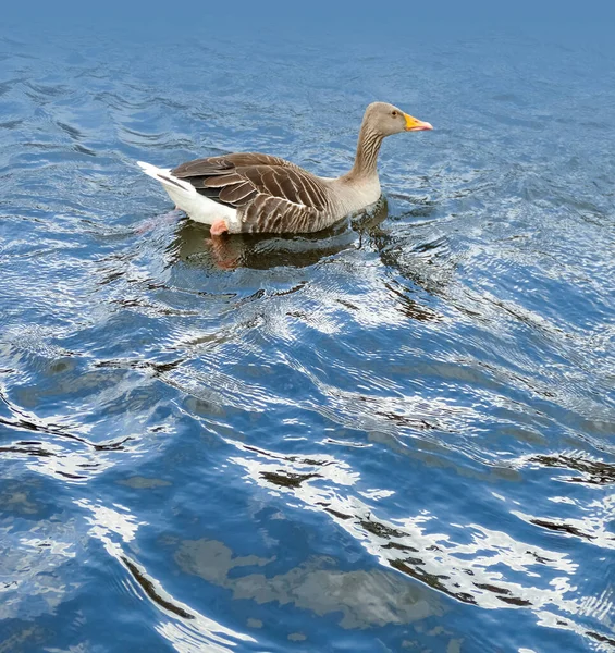 Swimming Duck Reflective Water Surface — Stock Photo, Image