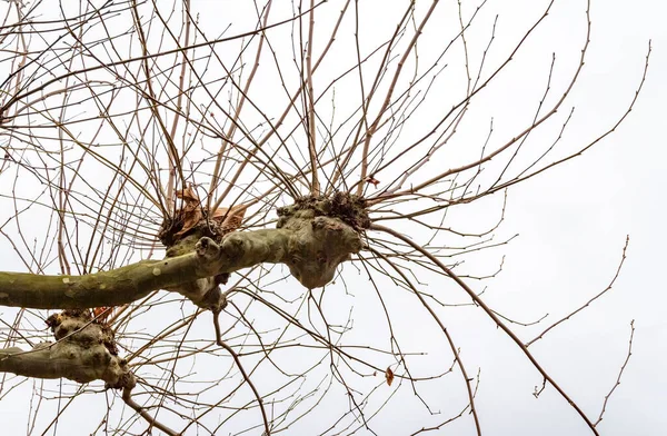 Closeup Shot Trimmed Plane Tree Branches Twigs Winter Time — Stock Photo, Image