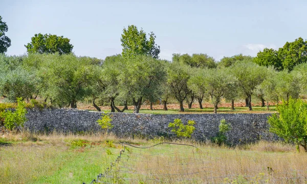 Plantação Azeitonas Vista Apúlia Sul Itália — Fotografia de Stock