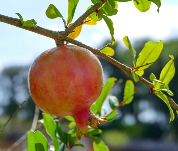 Närbild Skott Ett Granatäpple Frukt Kvist — Stockfoto