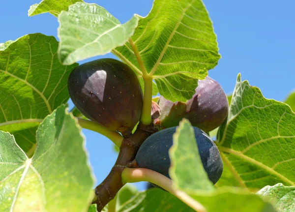 Closeup Shot Some Ripe Fig Fruits Sunny Ambiance — Stock Photo, Image