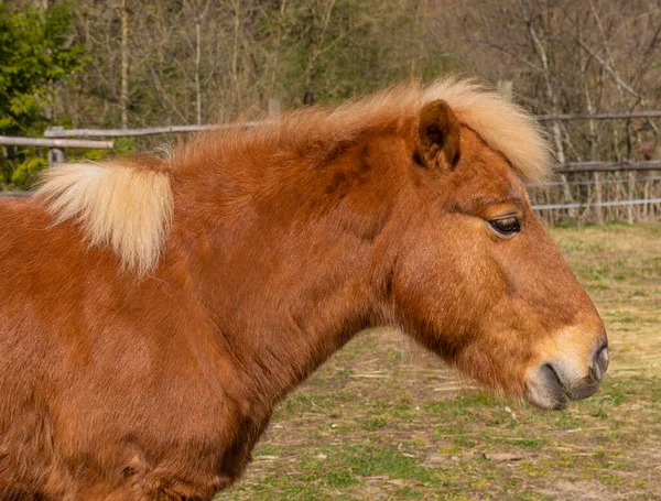 Potret Sampingan Kuda Poni Coklat Dalam Suasana Pedesaan — Stok Foto