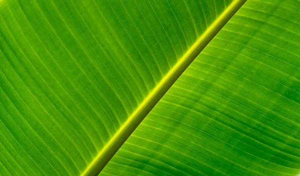 Full Frame Detail Shot Fresh Green Banana Leaf — Stock Photo, Image