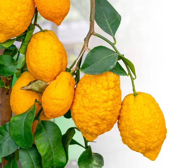 Algunas Frutas Amarillas Limón Colgando Una Planta Limón Degradado Espalda —  Fotos de Stock