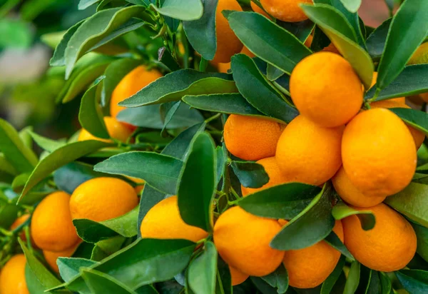 いくつかのオレンジ色のクムクの果実と葉の詳細 — ストック写真