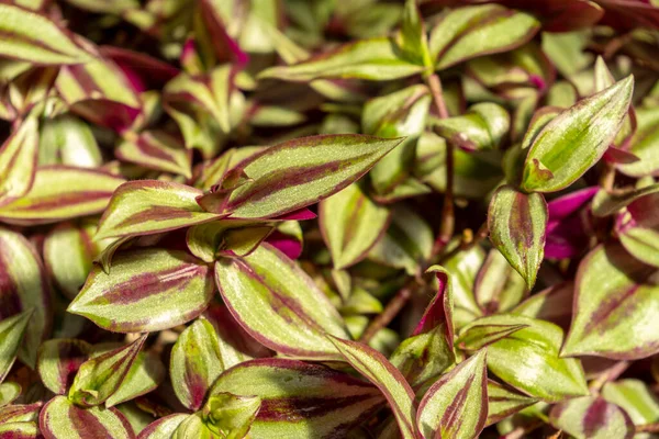 Zweifarbige Violette Und Grüne Blätter Nahaufnahme — Stockfoto