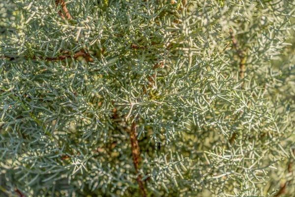 一种阳光灿烂的尖尖肉质植物的特写 — 图库照片