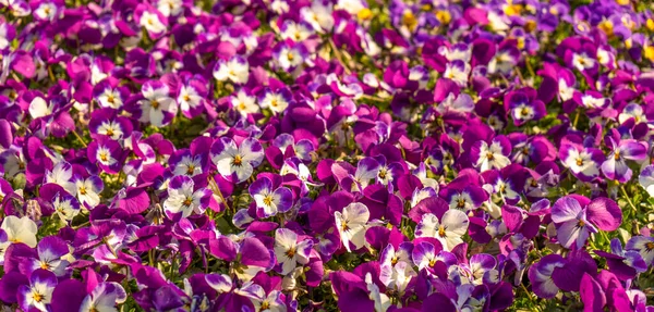 Montones Flores Calientes Coloridas Iluminadas Soleadas —  Fotos de Stock