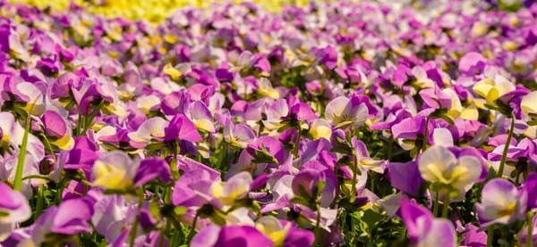 Lots Sunny Illuminated Colorful Horny Pansy Flowers — Stock Photo, Image