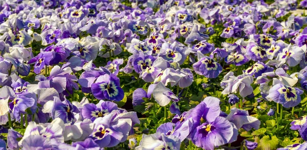 Lots Sunny Illuminated Colorful Horny Pansy Flowers — Stock Photo, Image