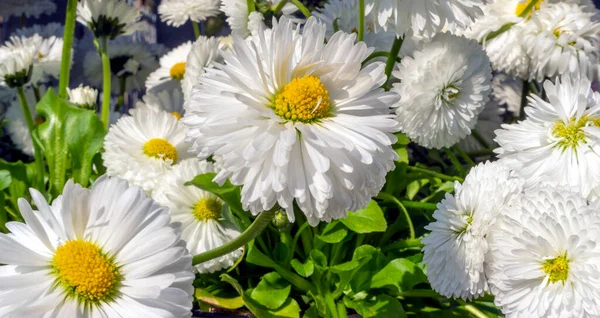 Nahaufnahme Einiger Sonnig Beleuchteter Weißer Gänseblümchen — Stockfoto