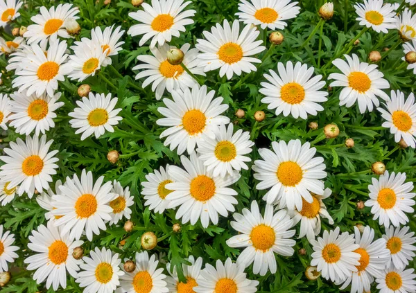 Full Frame Shot Showing Lots Marguerite Daisy Flowers — Stock Photo, Image
