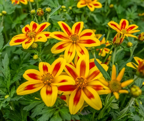 自然の雰囲気の中で黄色と赤のガザニアの花 — ストック写真