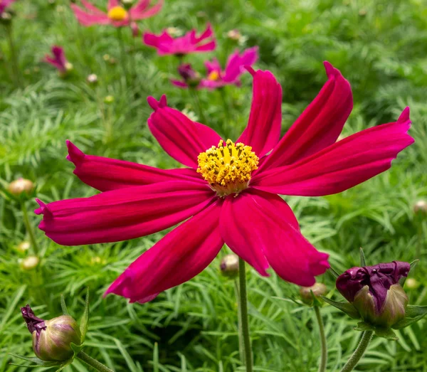 Vibráló Rózsaszín Kert Kozmosz Virág Közelkép Természetes Zöld Környezetben — Stock Fotó