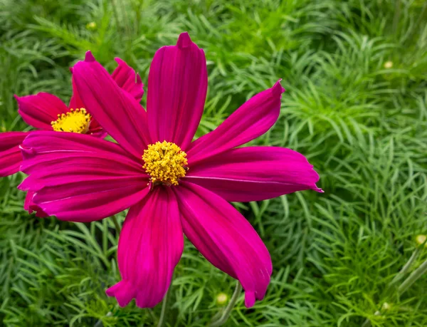 Giardino Rosa Vibrante Cosmo Fiore Primo Piano Ambiente Verde Naturale — Foto Stock