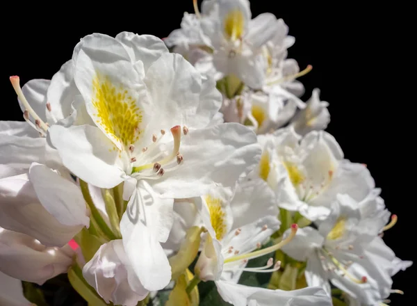 Soleggiato Illuminato Più Fiori Rododendro Bianchi Nella Parte Posteriore Nera — Foto Stock