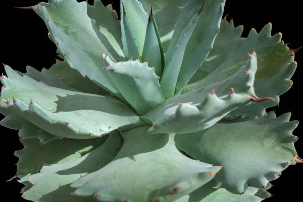 Soligt Upplyst Agave Växt Svart Rygg — Stockfoto