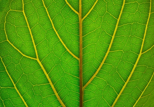 Full Frame Translúcido Folha Verde Closeup — Fotografia de Stock