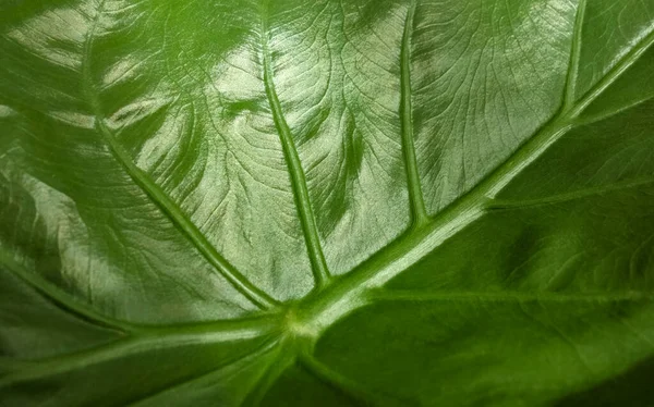 Full Frame Green Leaf Closeup — Stock Photo, Image