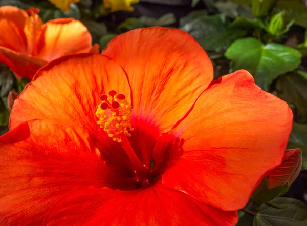Röd Hibiscus Blomma Närbild Naturlig Atmosfär — Stockfoto