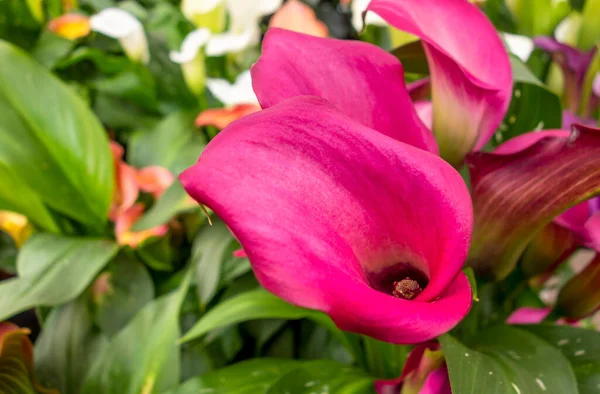 自然の雰囲気の中でピンク ザンテデシアの花の閉鎖 — ストック写真