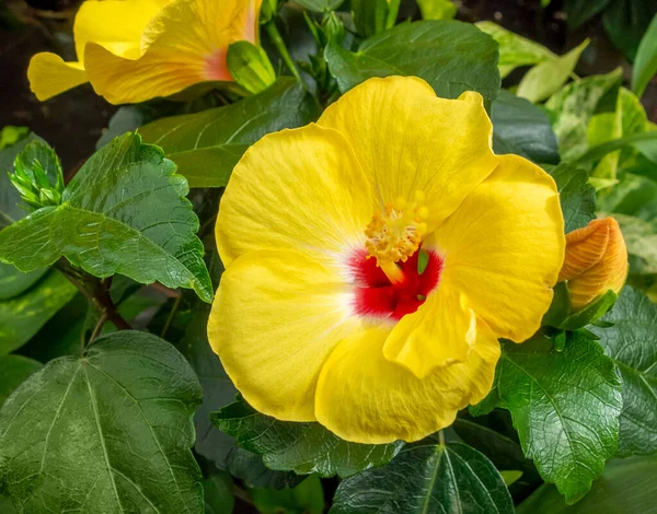 Flor Hibisco Amarela Vermelha Ambiente Natural — Fotografia de Stock