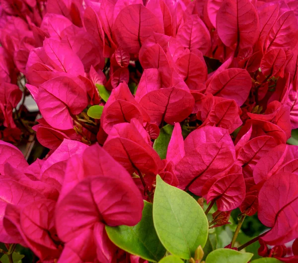 Färgglada Blomma Närbild Visar Massor Rött Och Några Gröna Blad — Stockfoto