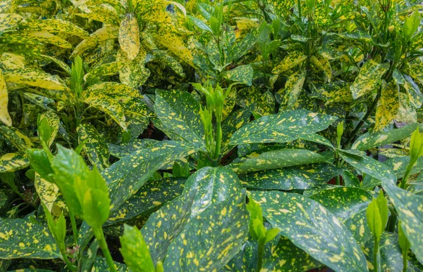 Full Frame Yellow Green Mottled Spotted Laurel Vegetation Closeup — Stock Photo, Image