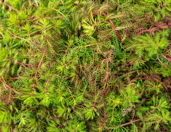Full Frame Filigree Green Red Vegetation Closeup — Stock Photo, Image