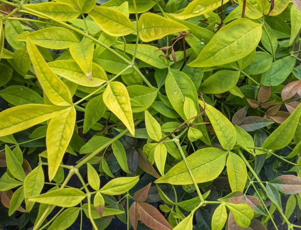 Full Frame Heavenly Bamboo Vegetation Closeup Green Brown Leaves Twigs — Stock Photo, Image