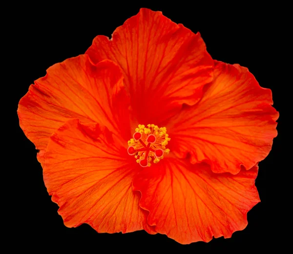 Red Hibiscus Flower Closeup Isolated Black Back — Stok Foto