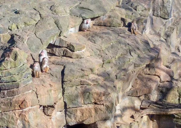 Yüksek Açı Görüntüsü Güneşli Ortamda Kayaların Oluşumunda Bazı Hamadryas Babunlarını — Stok fotoğraf