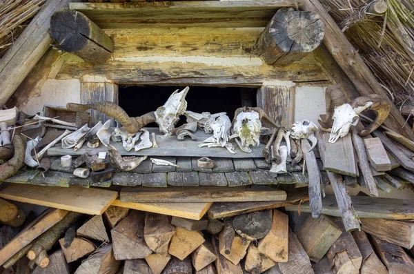 Архаїчні Пейзажі Включаючи Деякі Черепи Тварин Кістки — стокове фото