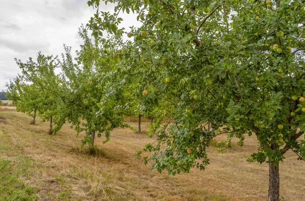 Farmland Scenery Showing Some Apple Trees Hohenlohe Area Southern Germany — Stock fotografie
