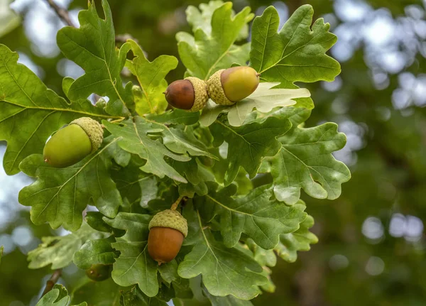 Closeup Shot Some Acorns Oak Leaves Natural Ambiance — Zdjęcie stockowe